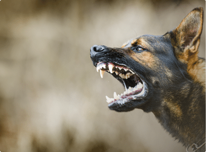 A german Shepard dog barking